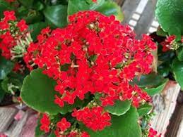 Organic Red Kalanchoe Humilis Plant Seeds for Planting ƒ?? Heirloom, Non-GMO