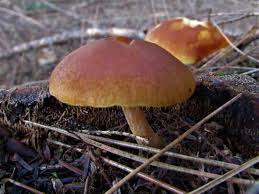 Orange and Brown Mushroom Seeds for Planting,100 Pcs pcs