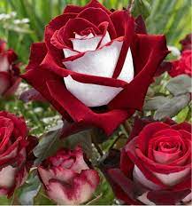 Rare Deep Red and White Osiria Ruby Rose Flower Seeds Non-GMO Heirloom Garden Seeds for Planting