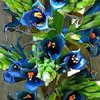 Blue Puya Alpestris Heirloom Non-GMO Plant Seeds – Exotic Flower Seeds for Garden Planting