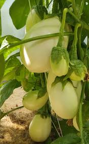 Clara Eggplant Seeds for Planting - 100 Pcs pcs