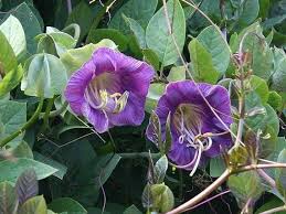 Cathedral Bells Cobaea Scandens Climber Purple Hummingbird Flower Seeds for Planting - 100 pcs