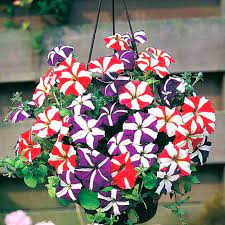 Starry Petunia Multi-Colour Flower Seeds for Planting - Heirloom, NON-GMO, Vibrant Garden Blooms