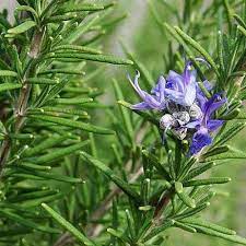 Tuscan Blue Rosemary Herb Seeds for Planting – Heirloom & Non-GMO Upri