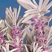 Heirloom Non-GMO English Lavender Lady Herb Seeds â€“ Fragrant Seeds for Planting