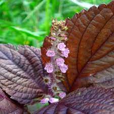 Wild Basil Beefsteak (Perilla) Seeds for Planting-Aromatic Herb and Flavorful Gardens – Fresh Herb for Your Garden