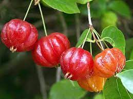 Red Eugenia Rhombea Fruit Seeds - Tropical Fruits for Your Garden 100 Pcs pcs