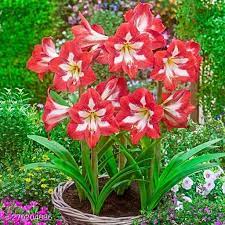 Red White Amaryllis Flower Seeds for Planting - NON GMO Seeds