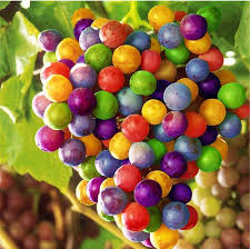 Rainbow grape fruit seeds
