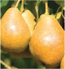 Taylor's Gold pear seeds
