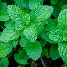 Green Mint Plant Seeds for Planting-Aromatic and Edible Gardens Scientific Name Placeholder for planting in home garden