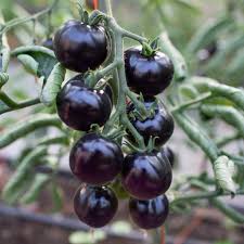 Black Tomato Vegetable Seeds for Planting
