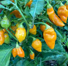 Augustine Minorcan Datil Hot Pepper Plant Seeds – Small Yet Spicy Peppers 100 Pcs pcs