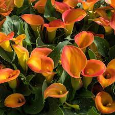 Orange Calla Flower Planting Seeds for Garden NON GMO Seeds