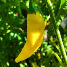Yellow Aji Limon Seeds for Planting - 100 Pcs pcs