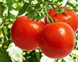 Tomato Solanum lycopersicum for planting in vegetable garden