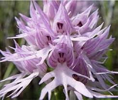 Purple Pyramid Monkey Orchid flower seeds – heirloom, non-GMO seeds for planting