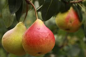 Comice pear fruit seeds for planting