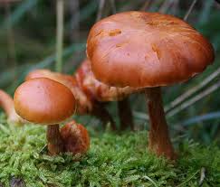 Orange and Brown Mushroom Seeds for Planting,100 Pcs pcs