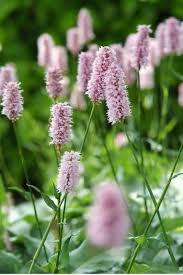 Pink Polygonum Bistorta Plant Seeds for Planting - NON GMO Seeds