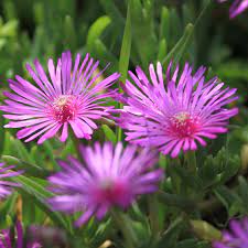 Lampranthus Roseus Plant Seeds for Planting - Non-GMO Heirloom Garden Seeds for Your Garden seeds for planting in home garden