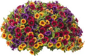 Mixed Superbells Petunia Seeds for Planting - Heirloom, NON-GMO Flower Seeds - Vibrant Garden Blooms for planting in home garden