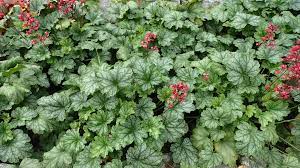 Heuchera Plant Seeds - Versatile Foliage Superstars for Planting - Heirloom, NON-GMO Seeds