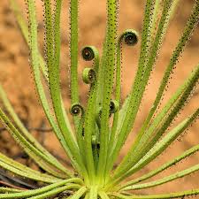 Drosophyllum Lusitanicum Carnivorous Plant Seeds for Planting - Heirloom, NON-GMO for planting in home garden