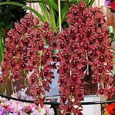 Dark Red Orchid Flower Seeds for Garden - NON GMO Seeds