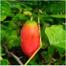 Coccinia Seeds for Home Garden, 100 Pcs pcs