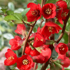 Red Chaenomeles Japonica Planting Seeds for Garden NON GMO Seeds