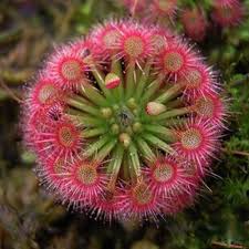 Red Drosera Flower Seeds for Garden - NON GMO Seeds