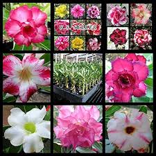 Mixed Adenium Rose Plant Seeds for Planting - Heirloom, Non-GMO Garden Seeds for Growing