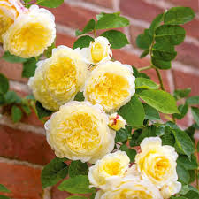Yellow Climbing Rose Plant Seeds for Planting Non-GMO Heirloom Garden Seeds for Growing for planting in your garden.