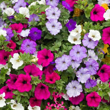 Mix Petunia Flower Seeds for Garden Planting - Beautiful Flower Seeds for Home Garden, GMO Free
