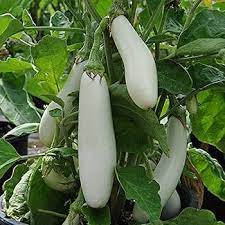 White Long Brinjal Eggplant Solanum melongena for planting in home garden