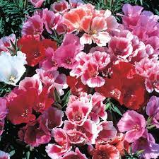 Monarch Mix Godetia Grandiflora Seeds – Organic, Heirloom, Non-GMO Flower Seeds