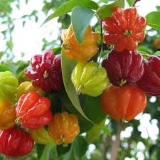 Surinam cherry Eugenia uniflora seeds for tropical harvest