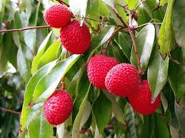 Bright red lychee fruit seeds for backyard gardens