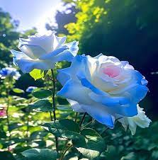 Thai Blue Rose Flower Plant Seeds for Planting - Non-GMO Heirloom Garden Seeds for Growing