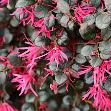 Red Loropetalum Flower Seeds for Planting - NON GMO Seeds