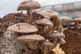 Shiitake Mushrooms Seeds for Planting,100 Pcs pcs