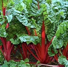 Swiss Chard Seeds for Planting - 100 Pcs pcs