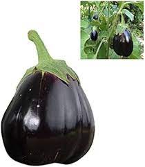 Futaba Giant Black Eggplant Seed for Planting, 100 Pcs pcs