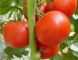 Tomato Seeds for Home Gardening, 100 Pcs pcs