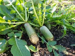 Radish Seeds for Planting Green - 100 Pcs pcs