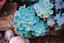 Sky Blue Echeveria Purpusorum Plant Seeds for Planting - NON GMO Seeds