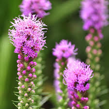 Liatris Spicata Flower Seeds for Planting ,Heirloom Seeds