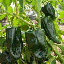 Ancho Poblano Pepper Vegetable Seeds for Planting - 100 Pcs pcs