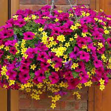 Mixed Hanging Petunia Flower Seeds for Planting - Heirloom, NON-GMO Seeds for Vibrant Garden Blooms